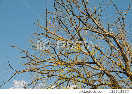 A tree with bare branches and leaves is in the foreground of a blue sky A tree with bare branches and leaves is in the foreground of a blue sky 132613273