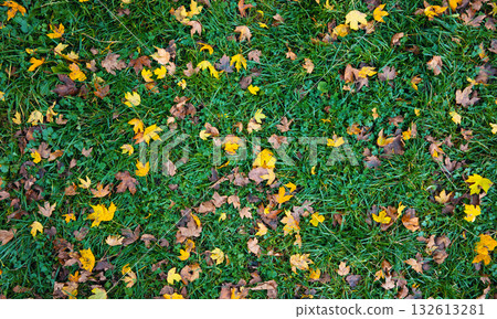 A field of grass covered in yellow leaves A field of grass covered in yellow leaves 132613281
