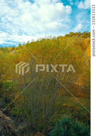 A tree with leaves that are yellow and brown A tree with leaves that are yellow and brown 132613315