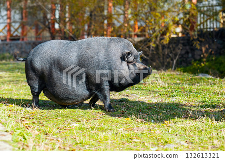A large pig is walking through a grassy field 132613321