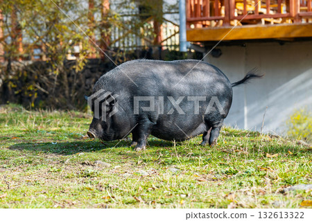 A large pig is walking through a grassy field A large pig is walking through a grassy field 132613322