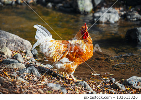 A chicken is walking in a stream of water 132613326