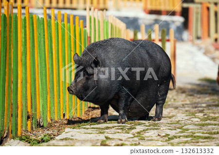 A large black pig is standing in front of a green fence A large black pig is standing in front of a green fence 132613332