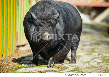 A large pig is standing on a brick walkway A large pig is standing on a brick walkway 132613333