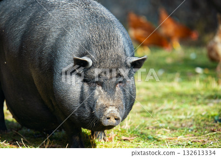 A large pig is eating grass in a field 132613334