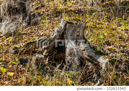 A large tree stump is sitting in a field of grass 132613342