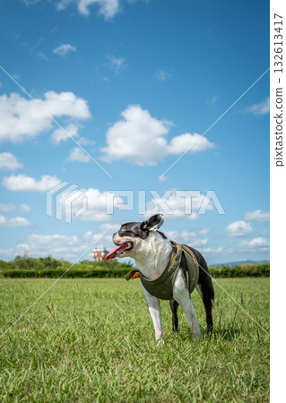 Boston Terrier Boston Terrier 132613417