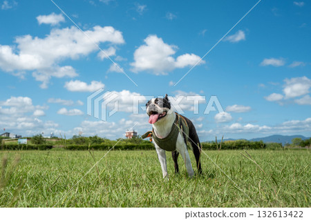 Boston Terrier Boston Terrier 132613422
