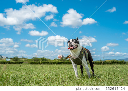 Boston Terrier 132613424