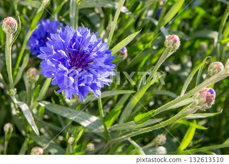 Close up of blue cornflower flower. 132613510