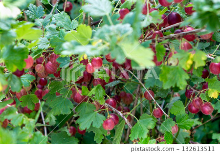 Red gooseberry bush with ripe berries. Red gooseberry bush with ripe berries. 132613511