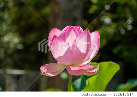 Pink lotus flowers bathed in the summer sun Pink lotus flowers bathed in the summer sun 132613514