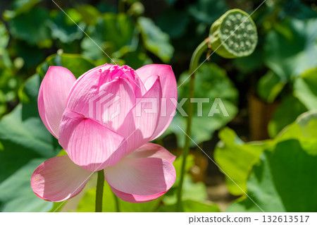 Bright pink lotus flower and lotus fruit (receptacle) Bright pink lotus flower and lotus fruit (receptacle) 132613517