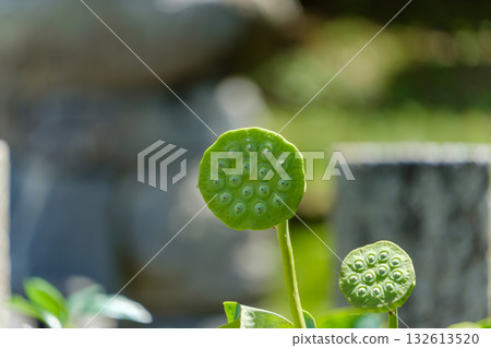 Fresh lotus receptacle and summer greenery 132613520