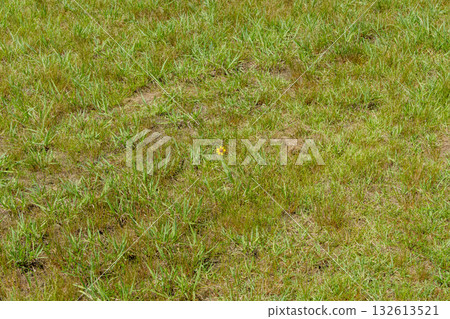 Small yellow flowers blooming in a vast meadow 132613521