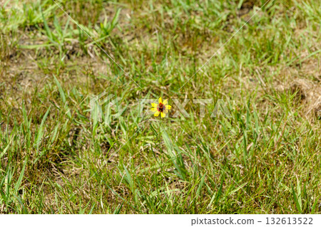 Small yellow flowers blooming in a vast meadow 132613522
