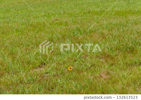 Small yellow flowers blooming in a vast meadow 132613523