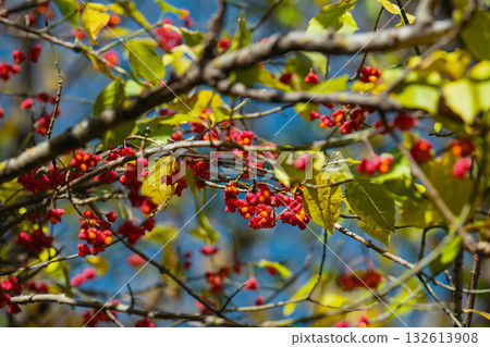 A tree with red berries is in the foreground A tree with red berries is in the foreground 132613908