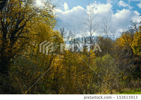 A forest with trees in various stages of fall A forest with trees in various stages of fall 132613913