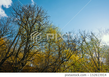 A beautiful blue sky with a few trees in the background A beautiful blue sky with a few trees in the background 132613914