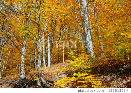 A forest with trees that are full of leaves A forest with trees that are full of leaves 132613924