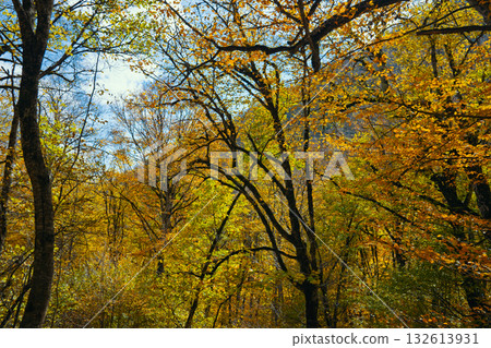 A forest with trees in autumn colors 132613931