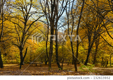 A forest with trees in autumn colors A forest with trees in autumn colors 132613932