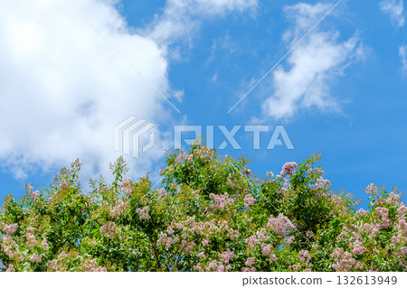 特寫鏡頭展現了藍天、白雲和一棵盛開的樹。 特寫鏡頭展現了藍天、白雲和一棵盛開的樹。 132613949