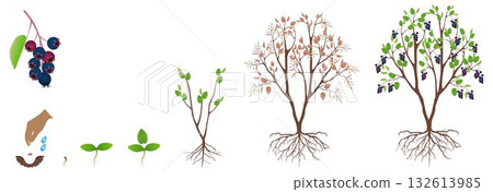 Cycle of growth of irga plant isolated on a white background. 132613985