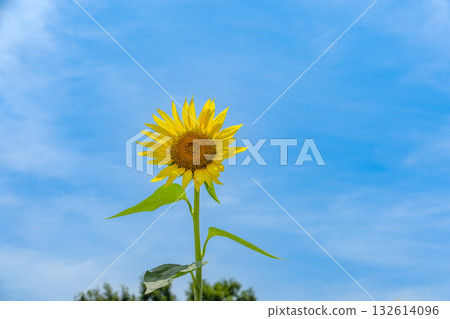 A single sunflower blooming against the blue sky A single sunflower blooming against the blue sky 132614096