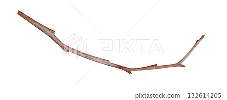 Watercolor cherry branch in winter in natural brown tones. Hand-painted clip art illustration isolated on white, perfect for spring design, floral decor, invitations, and Asian-inspired projects 132614205