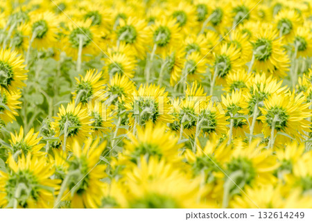 The back view of a sunflower bathed in summer sunlight 132614249