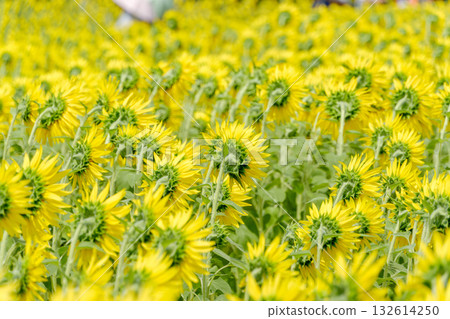 Sunflower fields blooming towards the summer sun 132614250
