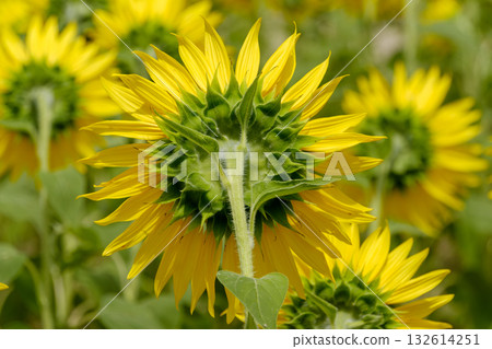 The back view of a sunflower blooming in the midsummer sun 132614251
