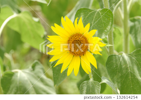 碩大的向日葵和綠葉 碩大的向日葵和綠葉 132614254