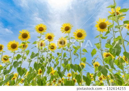 A vibrant sunflower blooming against the blue midsummer sky A vibrant sunflower blooming against the blue midsummer sky 132614255