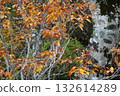 岩手縣八幡平市松川町一棵老山毛櫸樹的黃葉 132614289