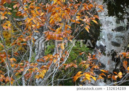 Yellow leaves of old beech trees in Matsukawa, Hachimantai, Iwate Prefecture 132614289