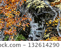 岩手縣八幡平市松川町一棵老山毛櫸樹的黃葉 132614290
