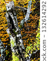 岩手縣八幡平市，一棵老山毛櫸樹上長滿了苔蘚和常春藤，樹葉泛黃。 132614292