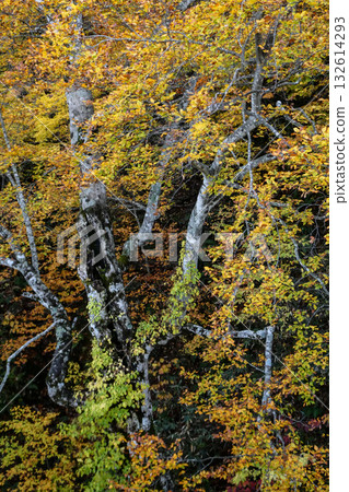 Yellow leaves on an old beech tree covered in moss and ivy in Hachimantai, Iwate Prefecture 132614293