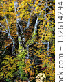 岩手縣八幡平市，一棵老山毛櫸樹上長滿了苔蘚和常春藤，樹葉泛黃。 132614294