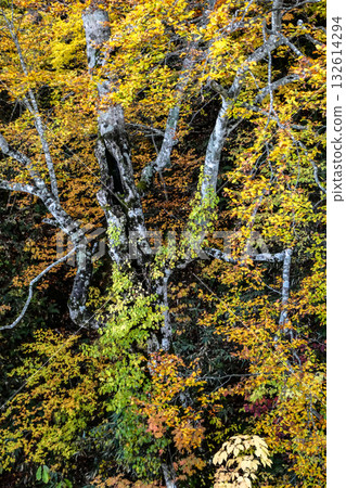 岩手縣八幡平市，一棵老山毛櫸樹上長滿了苔蘚和常春藤，樹葉泛黃。 132614294