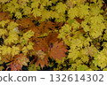 岩手縣八幡平市的糖楓秋葉和黃葉 132614302