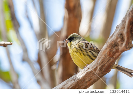 A Japanese bunting perched on a branch in spring A Japanese bunting perched on a branch in spring 132614411