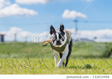 Boston Terrier 132614499