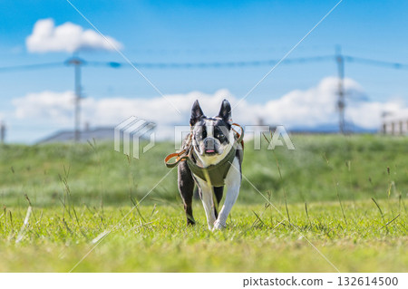 Boston Terrier 132614500