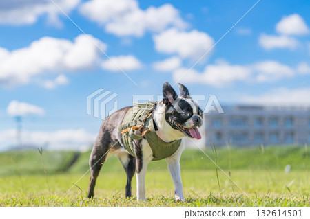 Boston Terrier 132614501