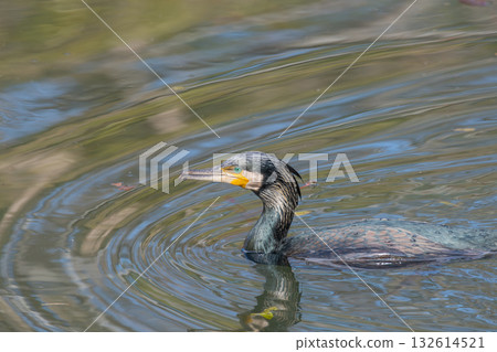 A cormorant swimming on the calm water A cormorant swimming on the calm water 132614521