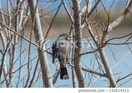 A bulbul perching on a winter tree branch A bulbul perching on a winter tree branch 132614523